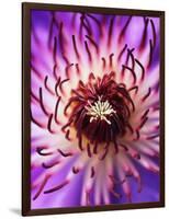 Detail of Clematis Flower-Darrell Gulin-Framed Photographic Print