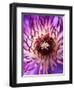 Detail of Clematis Flower-Darrell Gulin-Framed Photographic Print