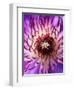 Detail of Clematis Flower-Darrell Gulin-Framed Photographic Print