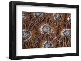 Detail of Coral Polyps Growing on a Reef in Indonesia-Stocktrek Images-Framed Photographic Print