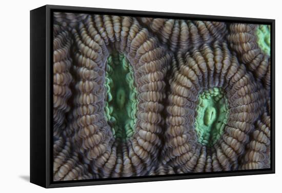 Detail of Coral Polyps on a Reef in Lembeh Strait-Stocktrek Images-Framed Stretched Canvas