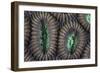 Detail of Coral Polyps on a Reef in Lembeh Strait-Stocktrek Images-Framed Photographic Print