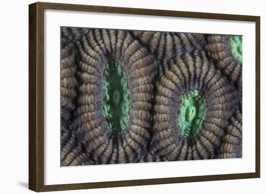 Detail of Coral Polyps on a Reef in Lembeh Strait-Stocktrek Images-Framed Photographic Print