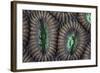 Detail of Coral Polyps on a Reef in Lembeh Strait-Stocktrek Images-Framed Photographic Print