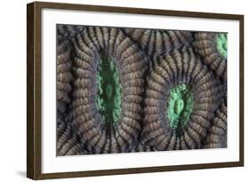 Detail of Coral Polyps on a Reef in Lembeh Strait-Stocktrek Images-Framed Photographic Print