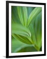 Detail of Corn Lilly-Ethan Welty-Framed Photographic Print