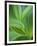 Detail of Corn Lilly-Ethan Welty-Framed Photographic Print