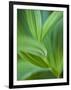 Detail of Corn Lilly-Ethan Welty-Framed Photographic Print