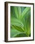 Detail of Corn Lilly-Ethan Welty-Framed Photographic Print