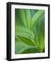 Detail of Corn Lilly-Ethan Welty-Framed Photographic Print