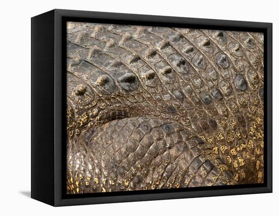 Detail of Crocodile Skin, Australia-David Wall-Framed Stretched Canvas