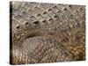 Detail of Crocodile Skin, Australia-David Wall-Stretched Canvas