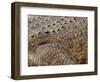 Detail of Crocodile Skin, Australia-David Wall-Framed Photographic Print