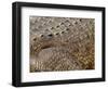 Detail of Crocodile Skin, Australia-David Wall-Framed Photographic Print