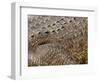 Detail of Crocodile Skin, Australia-David Wall-Framed Photographic Print