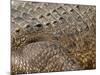 Detail of Crocodile Skin, Australia-David Wall-Mounted Photographic Print