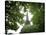 Detail of Eiffel Tower, Paris, France-Jim Zuckerman-Stretched Canvas