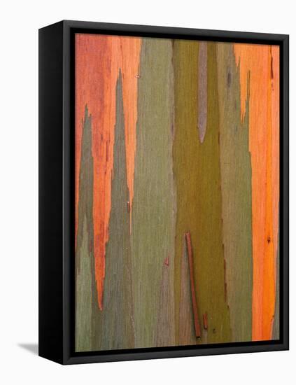 Detail of Eucalyptus Tree Bark, Kauai, Hawaii, USA-Dennis Flaherty-Framed Stretched Canvas