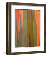 Detail of Eucalyptus Tree Bark, Kauai, Hawaii, USA-Dennis Flaherty-Framed Photographic Print