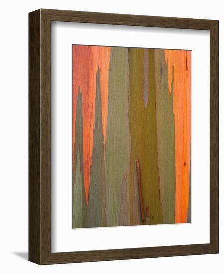 Detail of Eucalyptus Tree Bark, Kauai, Hawaii, USA-Dennis Flaherty-Framed Photographic Print