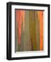 Detail of Eucalyptus Tree Bark, Kauai, Hawaii, USA-Dennis Flaherty-Framed Photographic Print