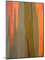 Detail of Eucalyptus Tree Bark, Kauai, Hawaii, USA-Dennis Flaherty-Mounted Photographic Print