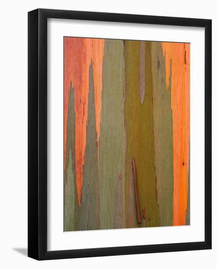 Detail of Eucalyptus Tree Bark, Kauai, Hawaii, USA-Dennis Flaherty-Framed Photographic Print