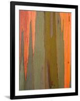 Detail of Eucalyptus Tree Bark, Kauai, Hawaii, USA-Dennis Flaherty-Framed Photographic Print