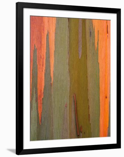 Detail of Eucalyptus Tree Bark, Kauai, Hawaii, USA-Dennis Flaherty-Framed Photographic Print
