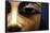 Detail of Eyes in Egyptian Wooden Coffin-null-Framed Stretched Canvas