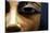 Detail of Eyes in Egyptian Wooden Coffin-null-Stretched Canvas