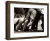 Detail of Feet of a Group of Rugby Players in a Scrum, Paris, France-null-Framed Photographic Print