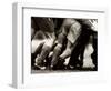 Detail of Feet of a Group of Rugby Players in a Scrum, Paris, France-null-Framed Photographic Print