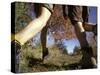 Detail of Feet of Couple Hiking, Woodstock, New York, USA-Chris Cole-Stretched Canvas