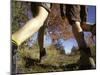 Detail of Feet of Couple Hiking, Woodstock, New York, USA-Chris Cole-Mounted Photographic Print