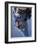 Detail of Female Rock Climber and Equipment-null-Framed Premium Photographic Print