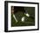 Detail of Foot About to Kick a Soccer Ball-Paul Sutton-Framed Photographic Print