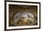 Detail of Frescoed Ceiling-Antonio de Dominici-Framed Giclee Print