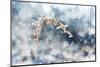 Detail of Frozen Grass on the Meadow during the Snow falling in Winter Landscape-null-Mounted Photographic Print