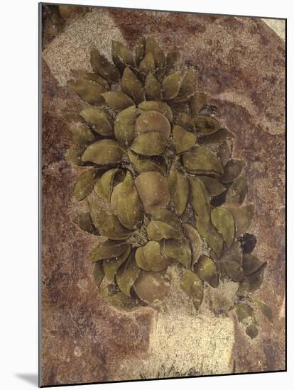 Detail of Fruits and Leaves, from the Last Supper-null-Mounted Art Print