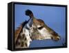 Detail of Giraffe Face, South Africa-Mark Hannaford-Framed Stretched Canvas