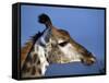 Detail of Giraffe Face, South Africa-Mark Hannaford-Framed Stretched Canvas