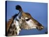 Detail of Giraffe Face, South Africa-Mark Hannaford-Stretched Canvas