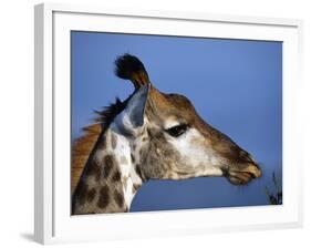 Detail of Giraffe Face, South Africa-Mark Hannaford-Framed Photographic Print