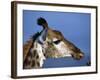 Detail of Giraffe Face, South Africa-Mark Hannaford-Framed Photographic Print