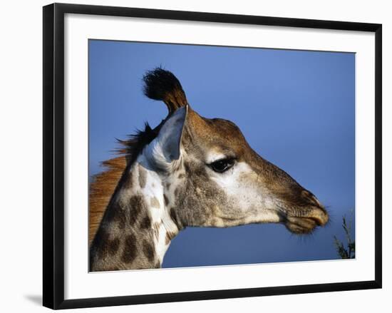 Detail of Giraffe Face, South Africa-Mark Hannaford-Framed Photographic Print