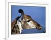 Detail of Giraffe Face, South Africa-Mark Hannaford-Framed Photographic Print