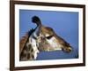 Detail of Giraffe Face, South Africa-Mark Hannaford-Framed Photographic Print