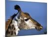 Detail of Giraffe Face, South Africa-Mark Hannaford-Mounted Photographic Print
