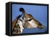 Detail of Giraffe Face, South Africa-Mark Hannaford-Framed Stretched Canvas